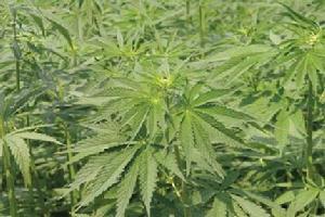 麻类植物有哪些？