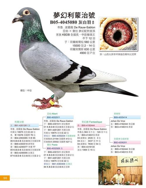 在网上买鸽子哪个牌子的鸽子最好？