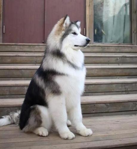 阿拉斯加犬的优缺点是什么？