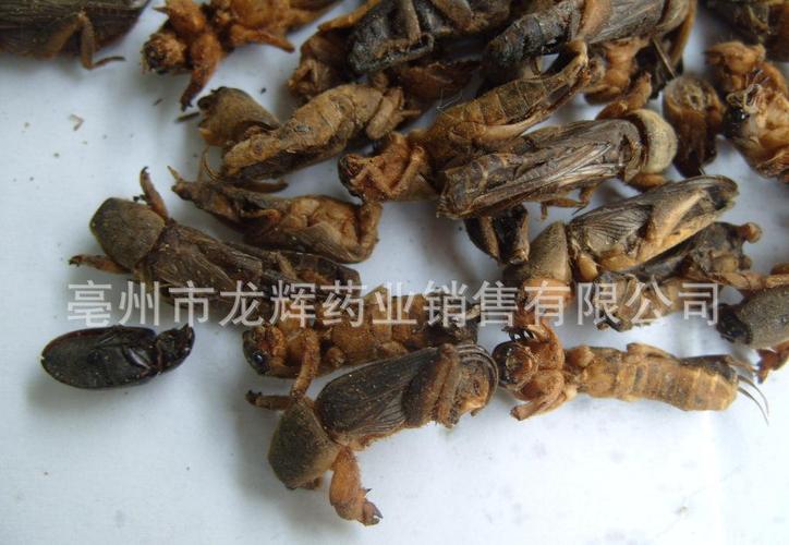 动物原药材