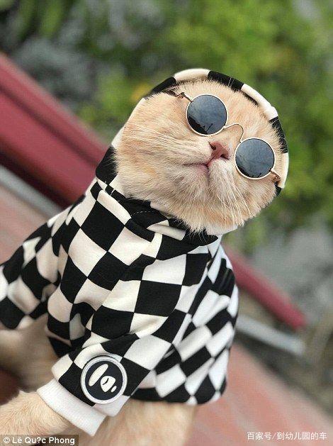 酷猫的介绍