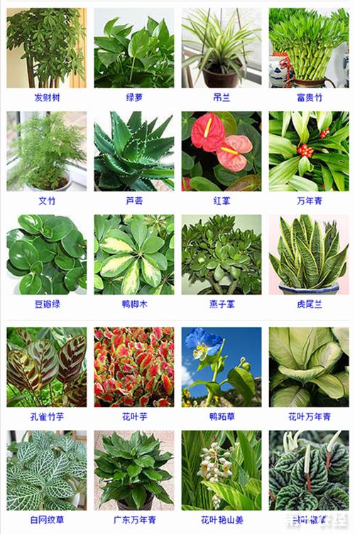 观叶植物有哪些？
