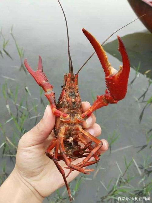 小龙虾捕捉方法