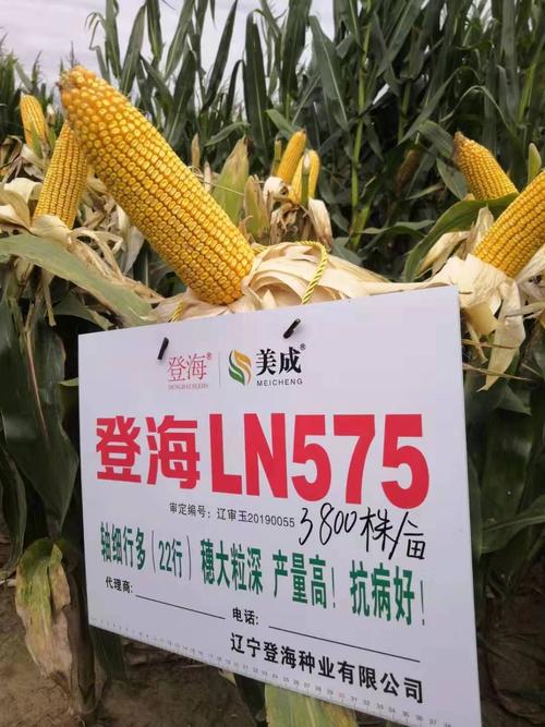 种子的上市公司有哪些(如登海种业)