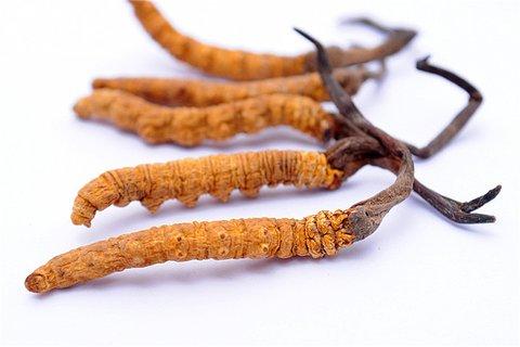 冬虫夏草市场价是多少？