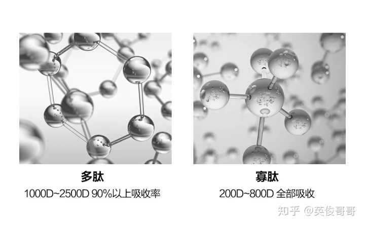 胶原蛋白短肽和多肽的区别