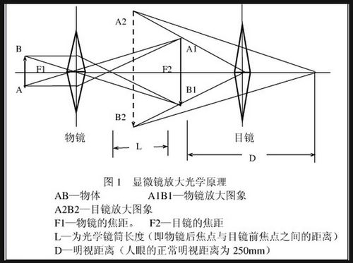 显微镜的原理是什么？