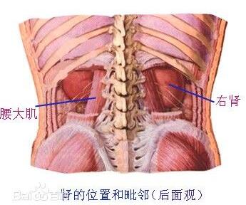 腰子是哪个部位