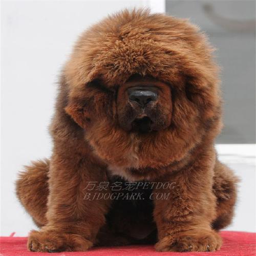 广州大狮头藏獒幼犬多少钱一个？怎么样分大小狮头和虎头獒？最好上个大狮头的幼犬图片说明一下？还有求懂
