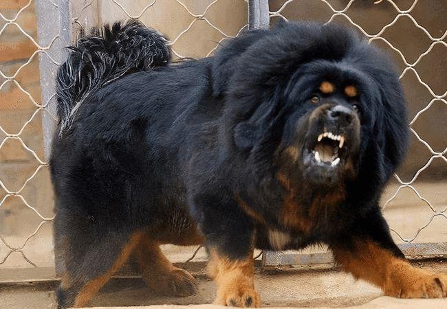 广东能养藏獒吗？