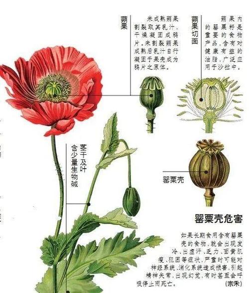 罂粟是毒品吗？