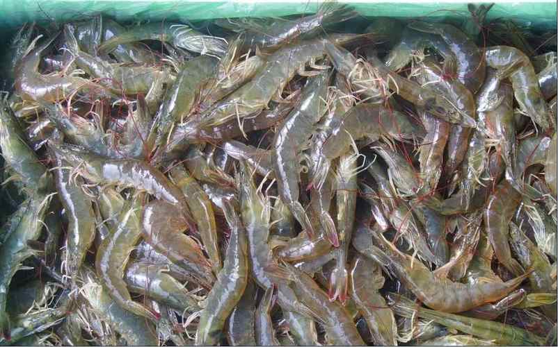 水产制品生食动物性水产品有哪些