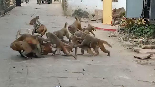 老总游玩被猴子踢落石头砸死的是谁