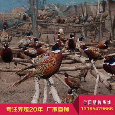 农村养殖什么可以致富？