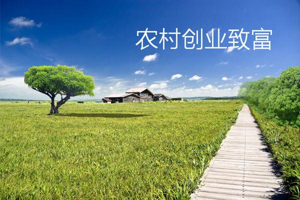 在农村怎么创业致富
