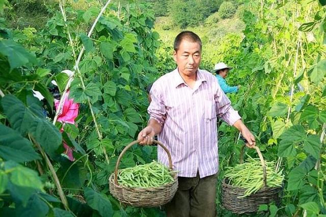 目前有哪个好项目致富？