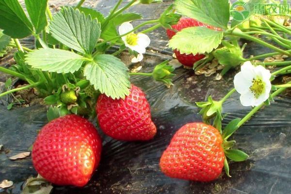 摘草莓是什么季节