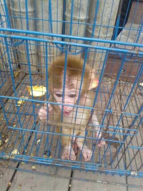 宠物石猴到底我们国家能养吗？有没有一个官方的说法啊？