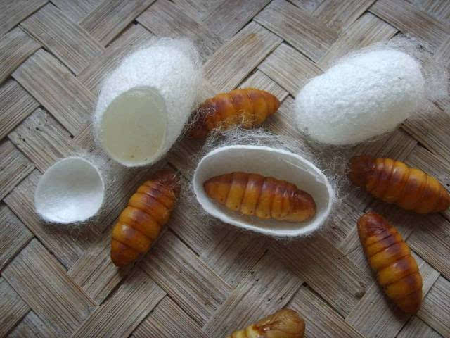 蚕蛹是什么？