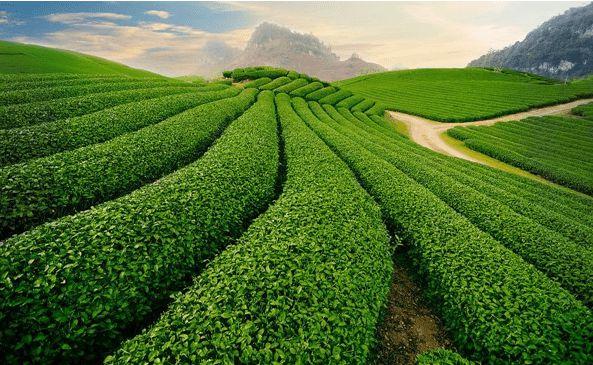 如何销售茶叶