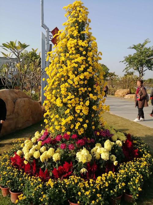 中山小榄菊花展什么时间，在什么地方