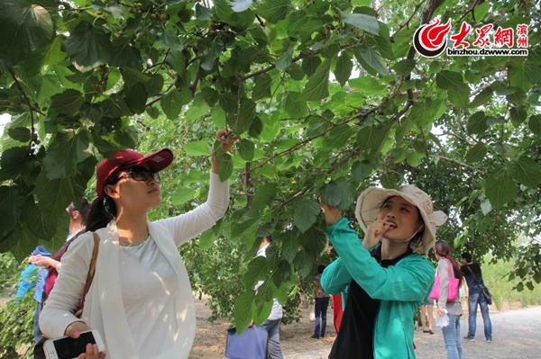 2017年德州桑葚节什么时候