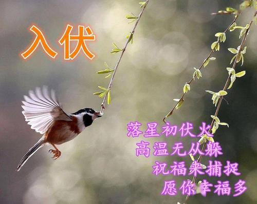 入伏是什么意思 什么叫做入伏