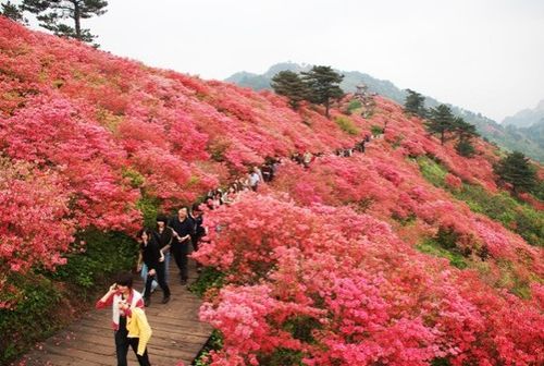 麻城杜鹃花节是什么时候