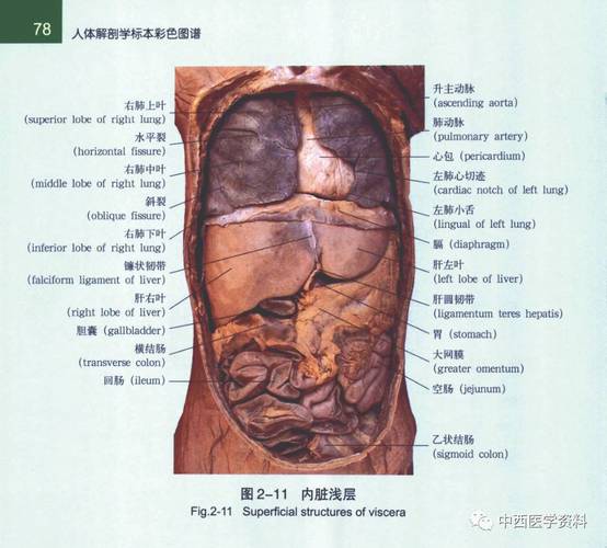 解剖图谱哪个好？