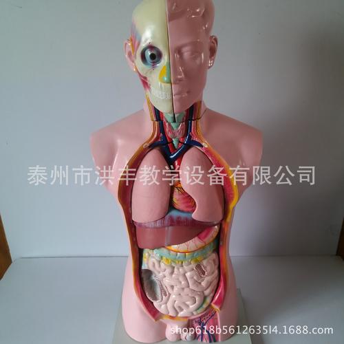 我们单位需要采购一批人体解剖模型，护理模型请问国内哪家的质量好些？