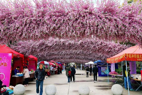上海桃花节在哪？