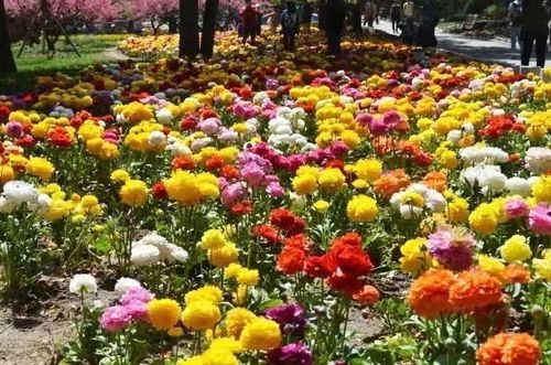 请问百花公园的花开了吗，周末想带孩子去赏花去？