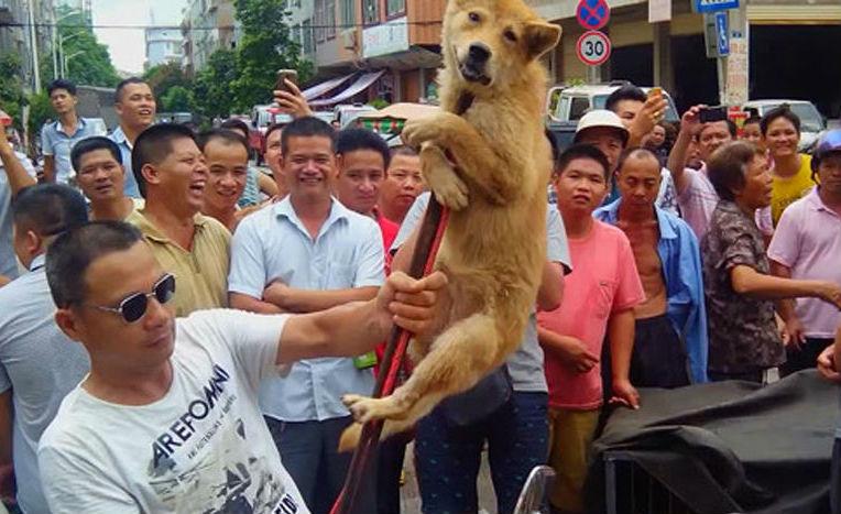 玉林狗肉节为什么会那么火？