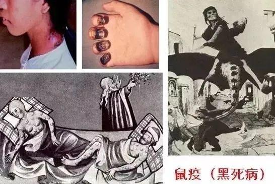 英国出现超大老鼠，鼠疫又要来了吗？