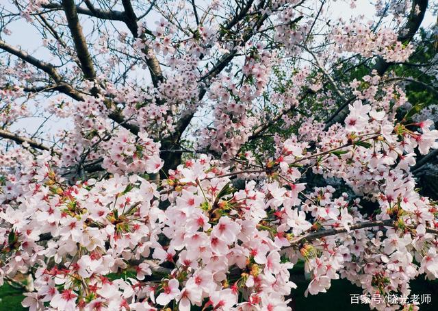 2021今年旅顺樱花节是什么时候？