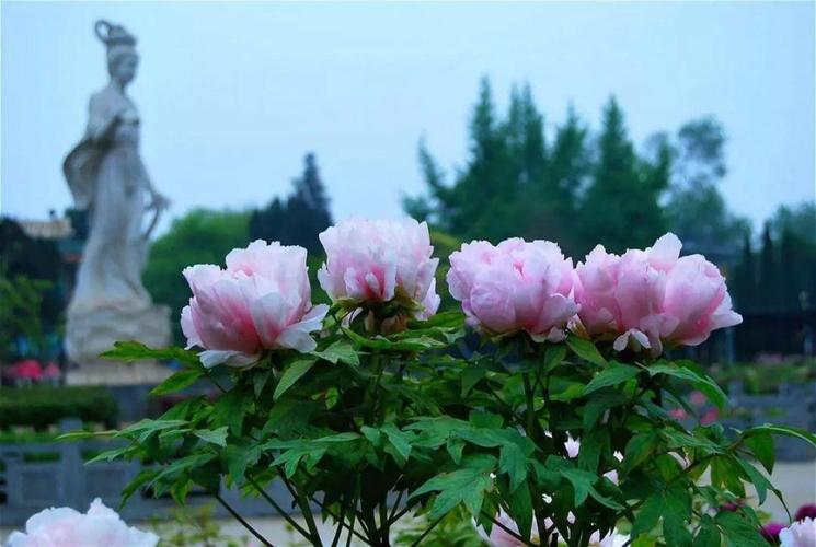 河南洛阳牡丹节是什么时候