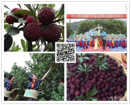 2022年慈溪杨梅节是什么时候？
