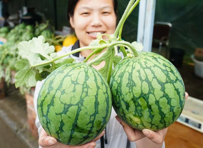 南京江宁横溪举办西瓜节，西瓜节售卖现场是怎样的？