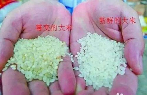 大米发霉怎么处理