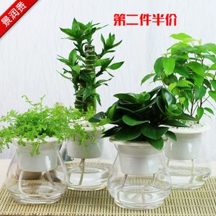 水培花卉：十大水养植物有哪些