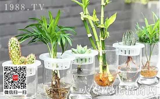 十大水养植物有哪些