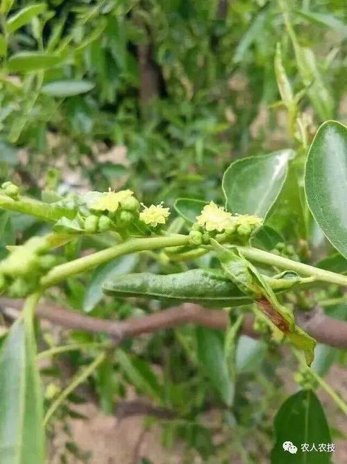 枣树的根部有吃树皮的虫子，怎么防治？