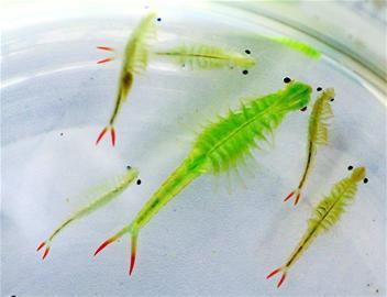 江苏连云港发现2亿年前物种仙女虾,这种虾到底长什么模样?