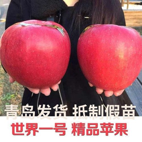 世界一号苹果有多大