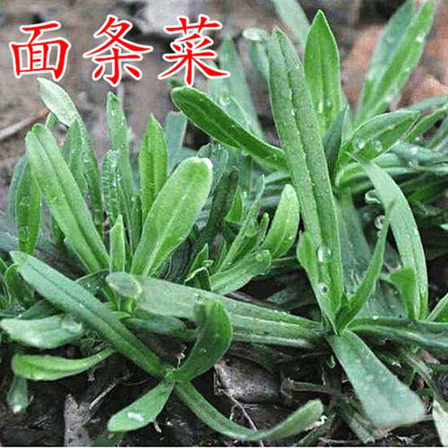 面条菜是什么菜