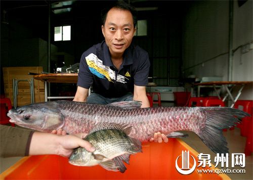 野生青鱼10斤重什么价格？
