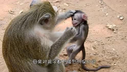 中午睡觉梦到给（猴子还是我的小跟班）大猴子接生，生的还是儿子