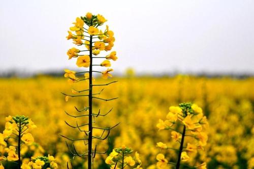 请问珠海哪里有油菜花田吗？