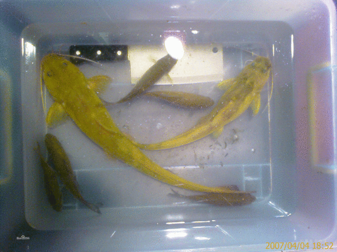 黄蜂鱼的介绍