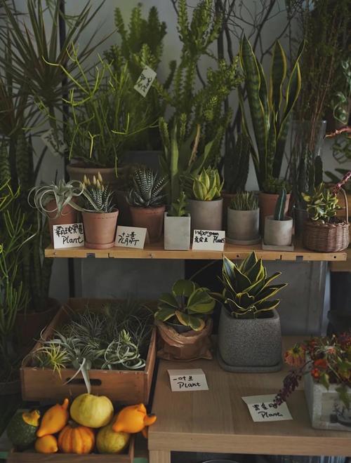 如何开绿植店？